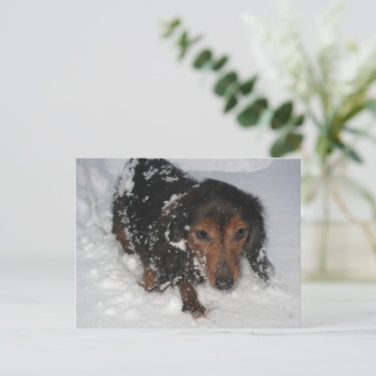 Dachshund in het sneeuwBriefkaart Briefkaart (Staand voorkant)