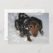 Dachshund in het sneeuwBriefkaart Briefkaart (Voorkant / Achterkant)
