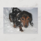Dachshund in het sneeuwBriefkaart Briefkaart (Voorkant)