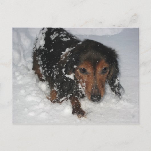 Dachshund in het sneeuwBriefkaart Briefkaart (Voorkant)