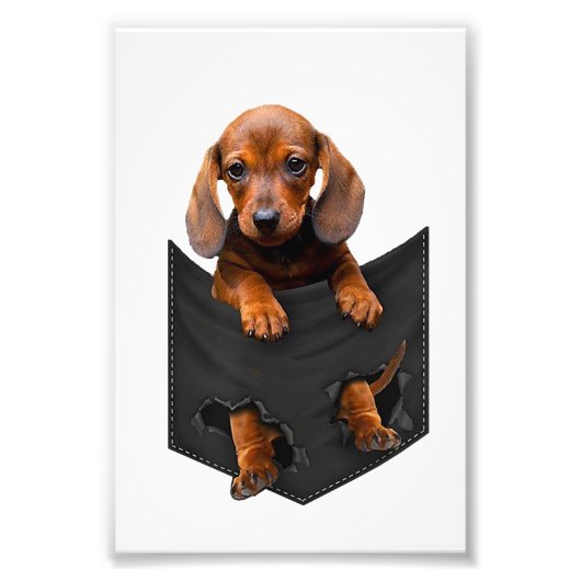 Dachshund in Mijn zak Weiner Dog Foto Afdruk (Voorkant)