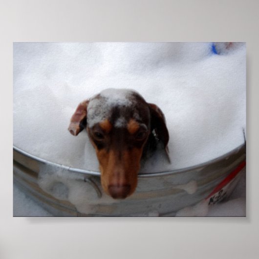 Dachshund in Tub Poster (Voorkant)