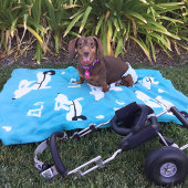 Dachshund IVDD Rolstoel Wiener Hondendeken Fleece Deken