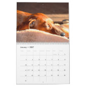 Dachshund Kalender 2025 Uw aangepaste foto's (Jan 2027)
