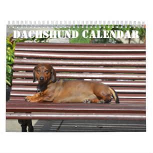 Dachshund Kalender 2026 Met Foto's