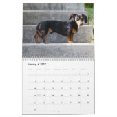 Dachshund Kalender 2026 Met Foto's (Jan 2027)