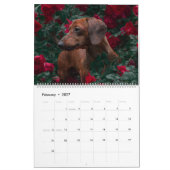 Dachshund Kalender Hond 2027 Foto (Feb 2027)