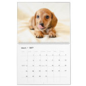 Dachshund Kalender Hond 2027 Foto (Mar 2027)
