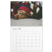 Dachshund Kalender Hond 2027 Foto (Jan 2027)