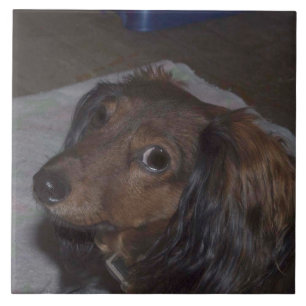 Dachshund-keramische tegel met lange adem tegeltje