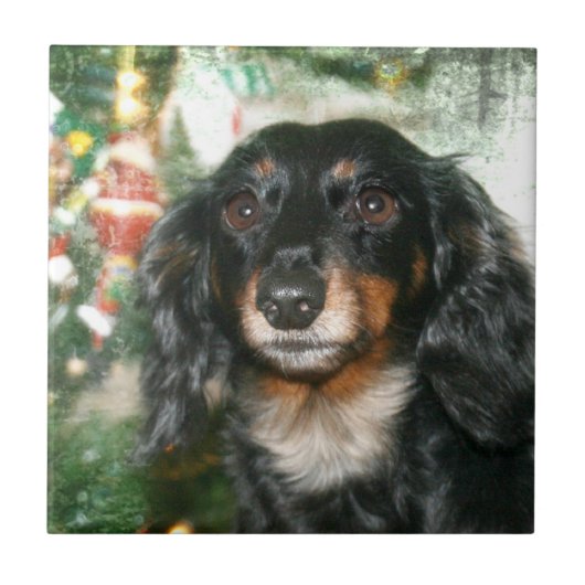 Dachshund Kerstmis Tegeltje (Voorkant)