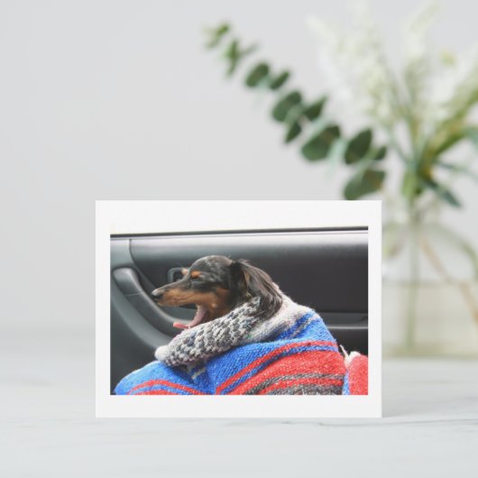 Dachshund, kleine dageraad. briefkaart (Staand voorkant)