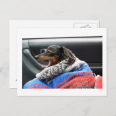 Dachshund, kleine dageraad. briefkaart (Voorkant / Achterkant)