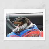 Dachshund, kleine dageraad. briefkaart (Voorkant)