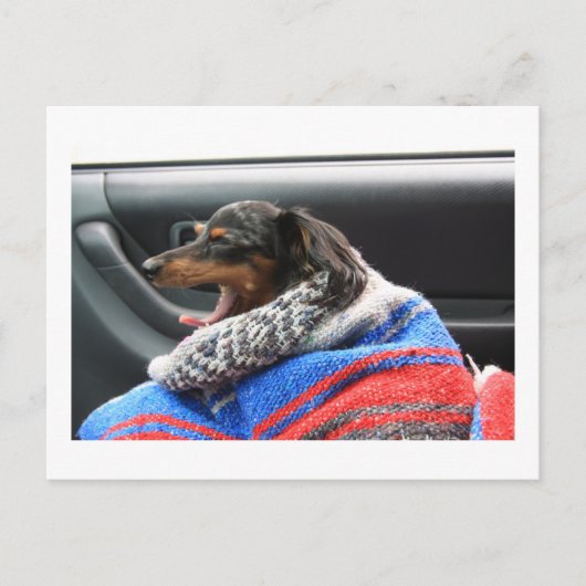 Dachshund, kleine dageraad. briefkaart (Voorkant)