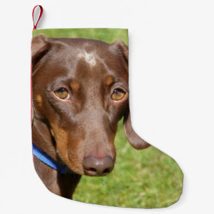Dachshund Kleine Kerstsok