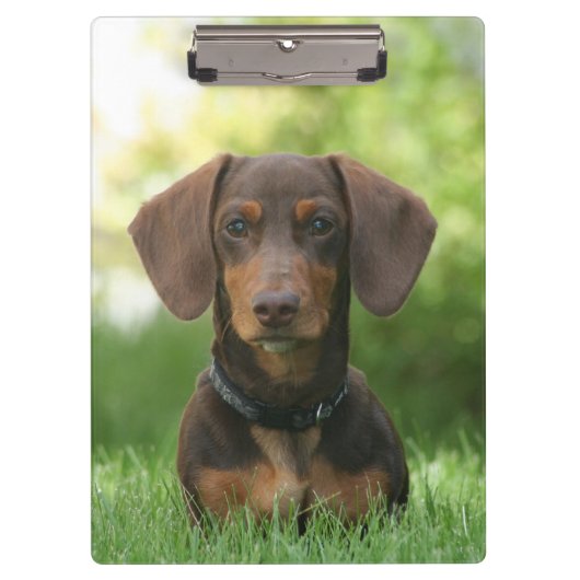 Dachshund Klembord (Voorkant)