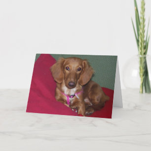 Dachshund, kom snel goed. kaart