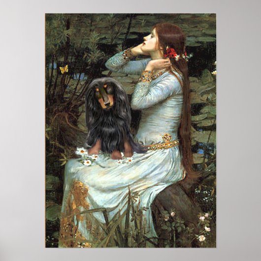 Dachshund (langharig BT) - Ophelia Zittend Poster (Voorkant)