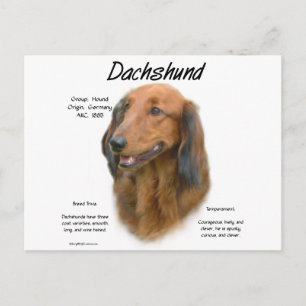 Dachshund (longhair) Geschiedenis Ontwerp Briefkaart