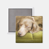Dachshund Magneet (Voorkant / Achterkant)