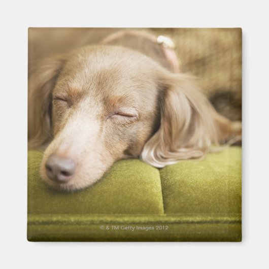 Dachshund Magneet (Voorkant)