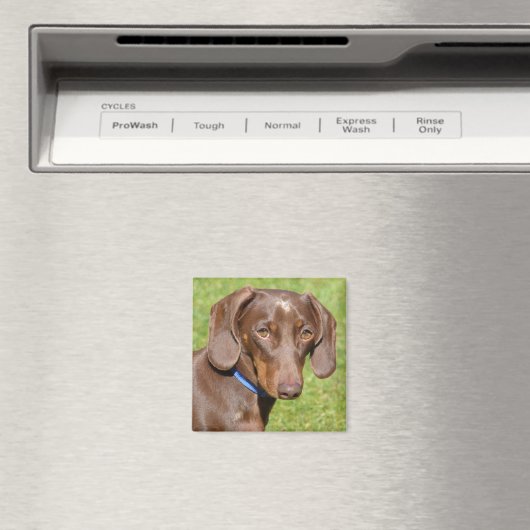 Dachshund Magneet (Insitu (Vaatwasser))