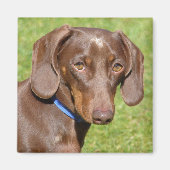 Dachshund Magneet (Voorkant)