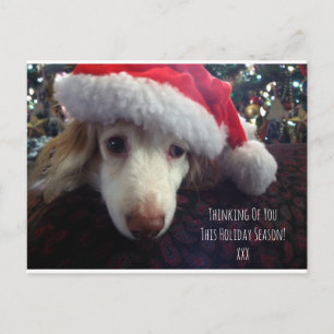 Dachshund met kersthoed en kerstboom briefkaart