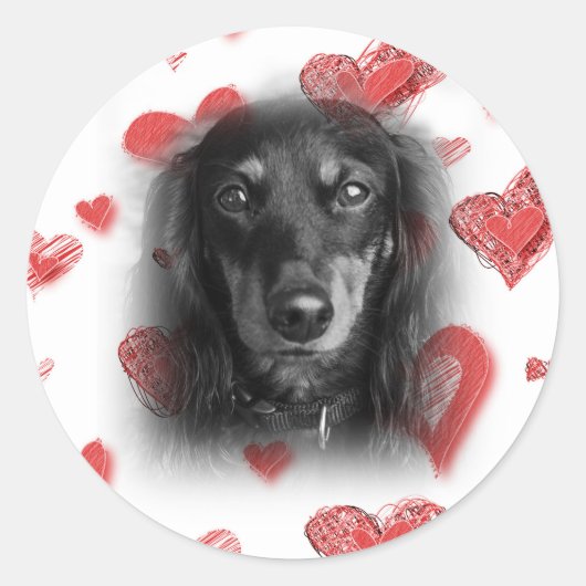 Dachshund met rode harten ronde sticker (Voorkant)