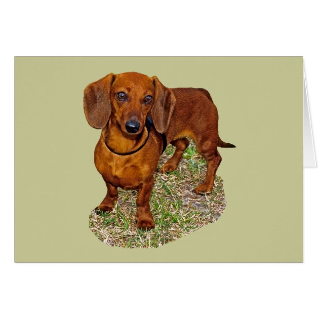 Dachshund Miniature Gift (Voorkant Horizontaal)