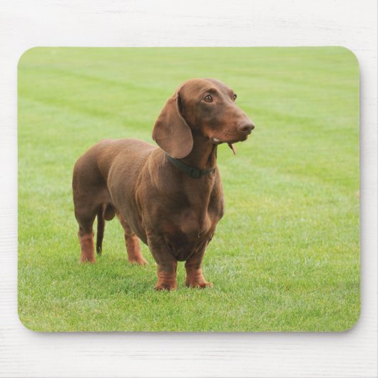 Dachshund Muismat (Voorkant)