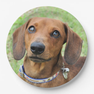 Dachshund Papieren Bordje