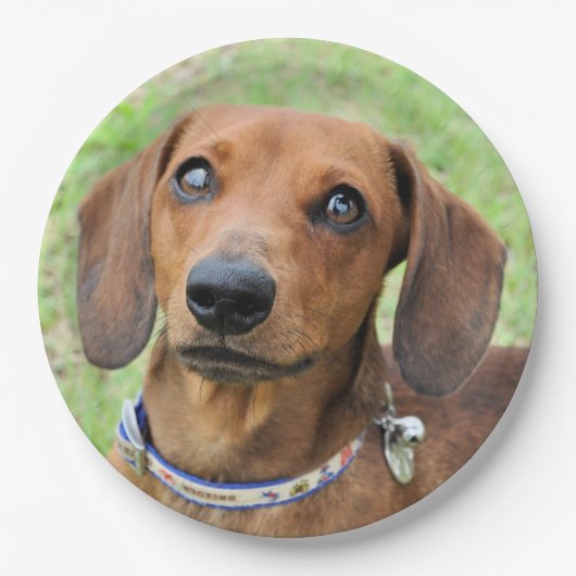 Dachshund Papieren Bordje (Voorkant)
