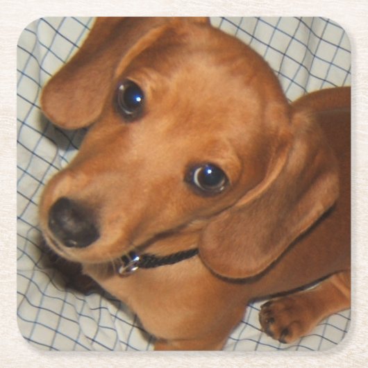 Dachshund Pet Puppy Eyes Kartonnen Onderzetters (Voorkant)