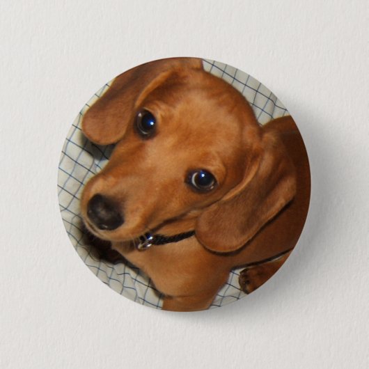 Dachshund Pet Puppy Eyes Ronde Button 5,7 Cm (Voorkant)