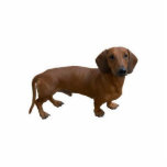 Dachshund Photo Sculpture Staand Fotobeeldje<br><div class="desc">De schattige Dachshund kan nu naar je huis komen als foto-sculptuur</div>