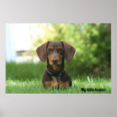 Dachshund Poster (Voorkant)