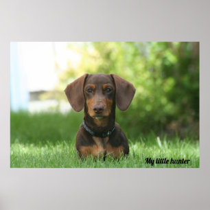 Dachshund Poster