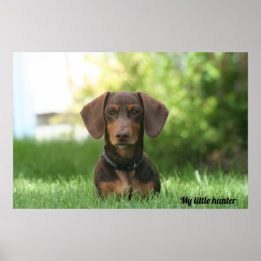 Dachshund Poster (Voorkant)