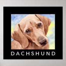 Dachshund