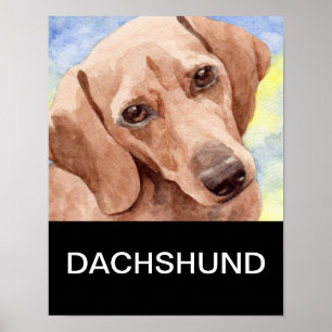 Dachshund Poster