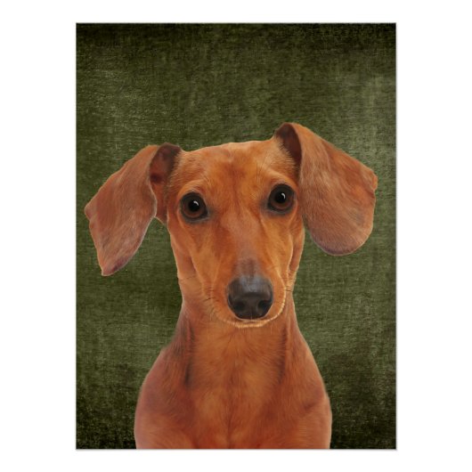 Dachshund-Poster Perfect Poster (Voorkant)