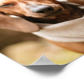 Dachshund | poster voor het sluiten van een hond (Hoek)