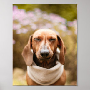 Dachshund   poster voor het sluiten van een hond