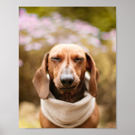 Dachshund | poster voor het sluiten van een hond (Voorkant)