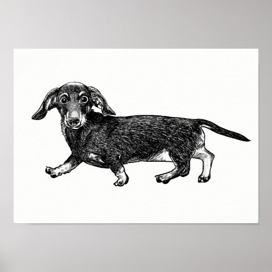 Dachshund-Poster/wandkunst Poster (Voorkant)