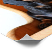 Dachshund pup poster (Hoek)