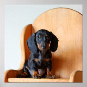 Dachshund pup poster (Voorkant)