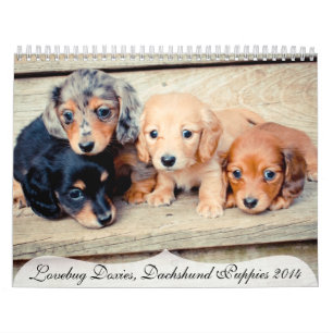 Dachshund Puppies 2014 Kalender